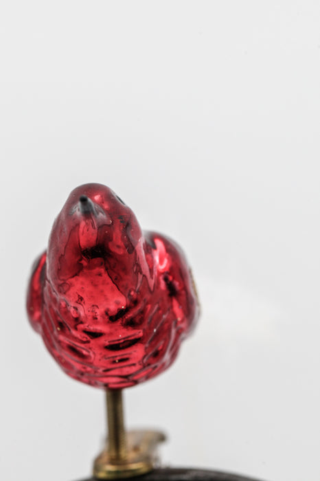 Glasvogel rot weiss