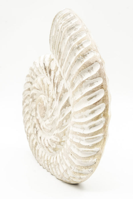 Deko Muschel Mangoholz 24cm