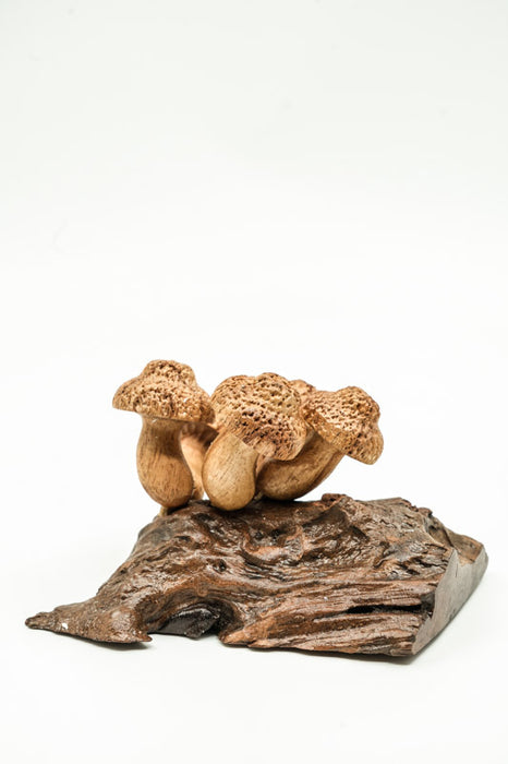 Wall decoration assorted mushrooms on stem natural 20cm
