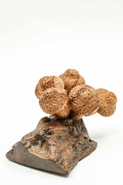 Wall decoration assorted mushrooms on stem natural 20cm