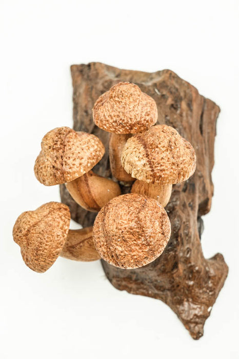Wall decoration assorted mushrooms on stem natural 20cm
