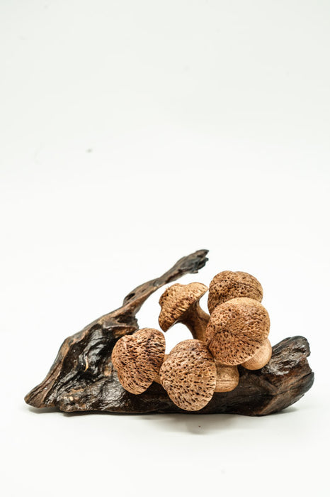Wall decoration assorted mushrooms on stem natural 20cm