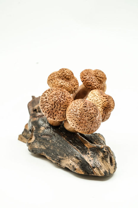 Wall decoration assorted mushrooms on stem natural 20cm