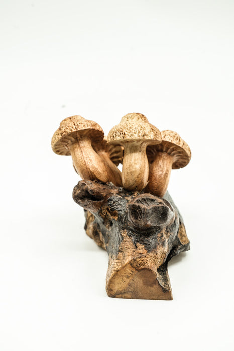 Wall decoration assorted mushrooms on stem natural 20cm