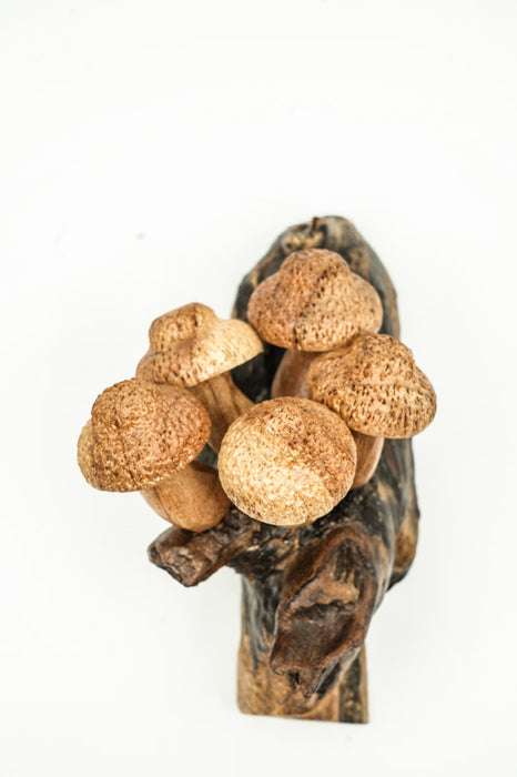 Wall decoration assorted mushrooms on stem natural 20cm