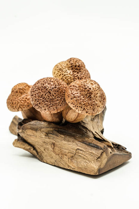Wall decoration assorted mushrooms on stem natural 20cm