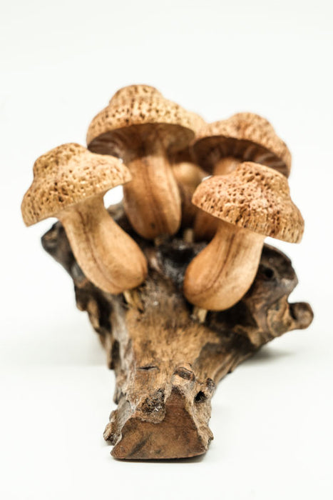 Wall decoration assorted mushrooms on stem natural 20cm