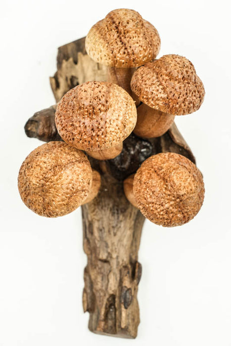 Wall decoration assorted mushrooms on stem natural 20cm